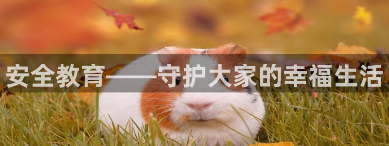 新宝5怎么下载到桌面